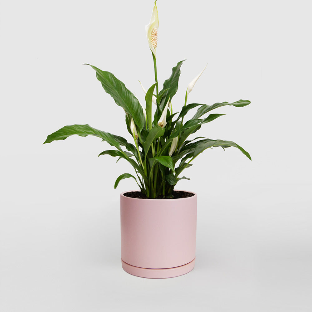 Spathiphyllum 'Peace Lily' - Plant Studio LLC
