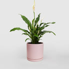 Spathiphyllum 'Peace Lily' - Plant Studio LLC