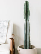 Cereus Peruvianus 'Apple Cactus' - Plant Studio LLC