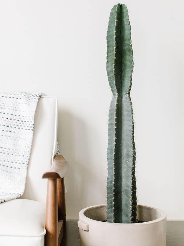 Cereus Peruvianus 'Apple Cactus' - Plant Studio LLC