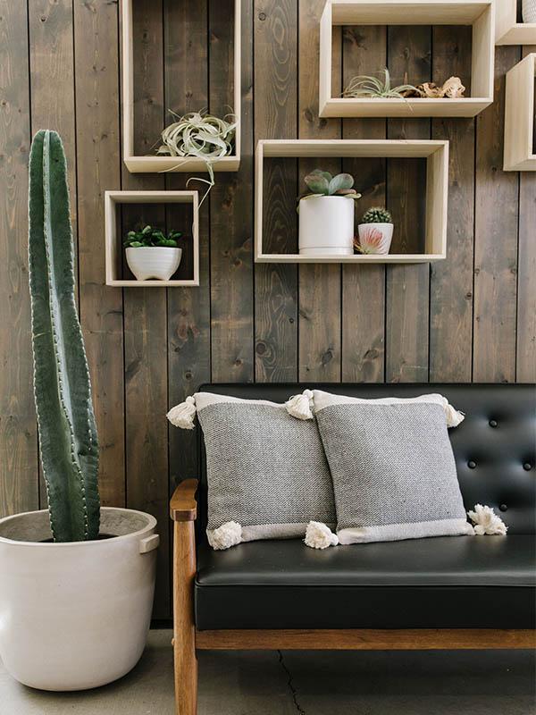 Cereus Peruvianus 'Apple Cactus' - Plant Studio LLC