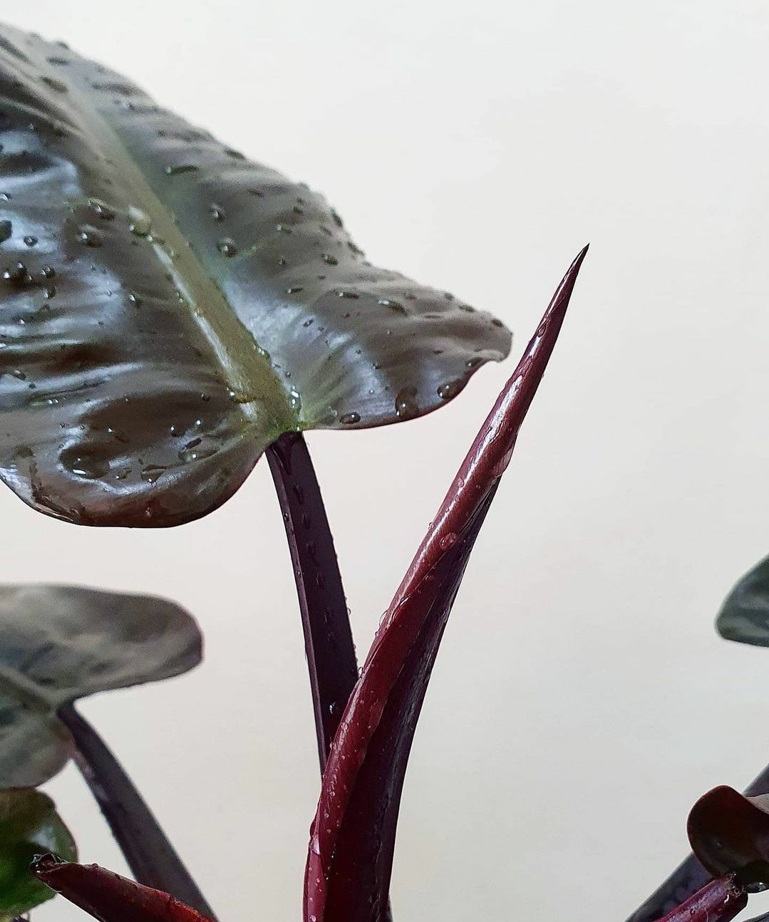 Philodendron Black Cardinal - Plant Studio LLC