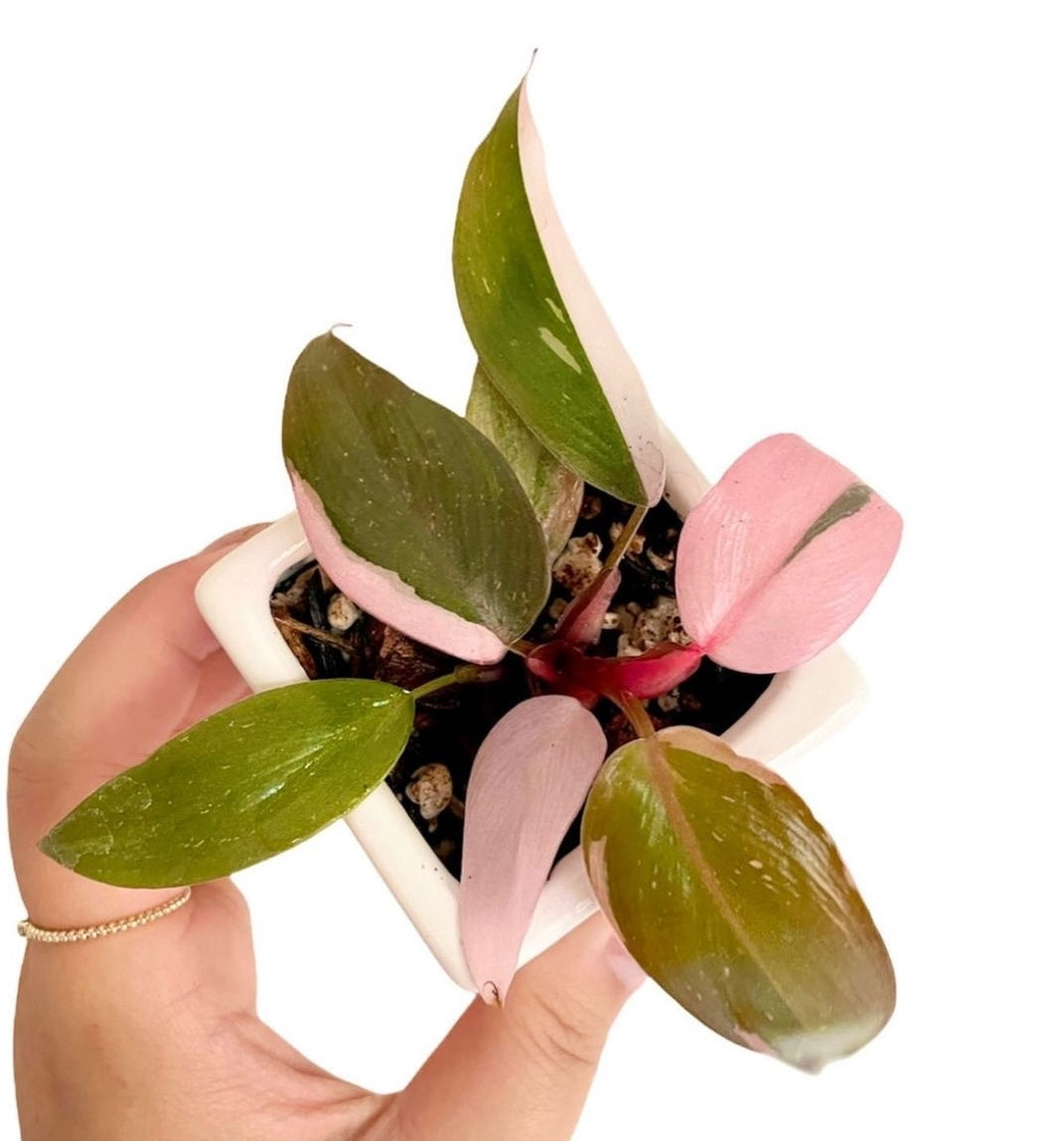 Philondendron Pink Princess - Mini - Plant Studio LLC