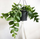 Epiphyllum Chrysocardium - Plant Studio LLC