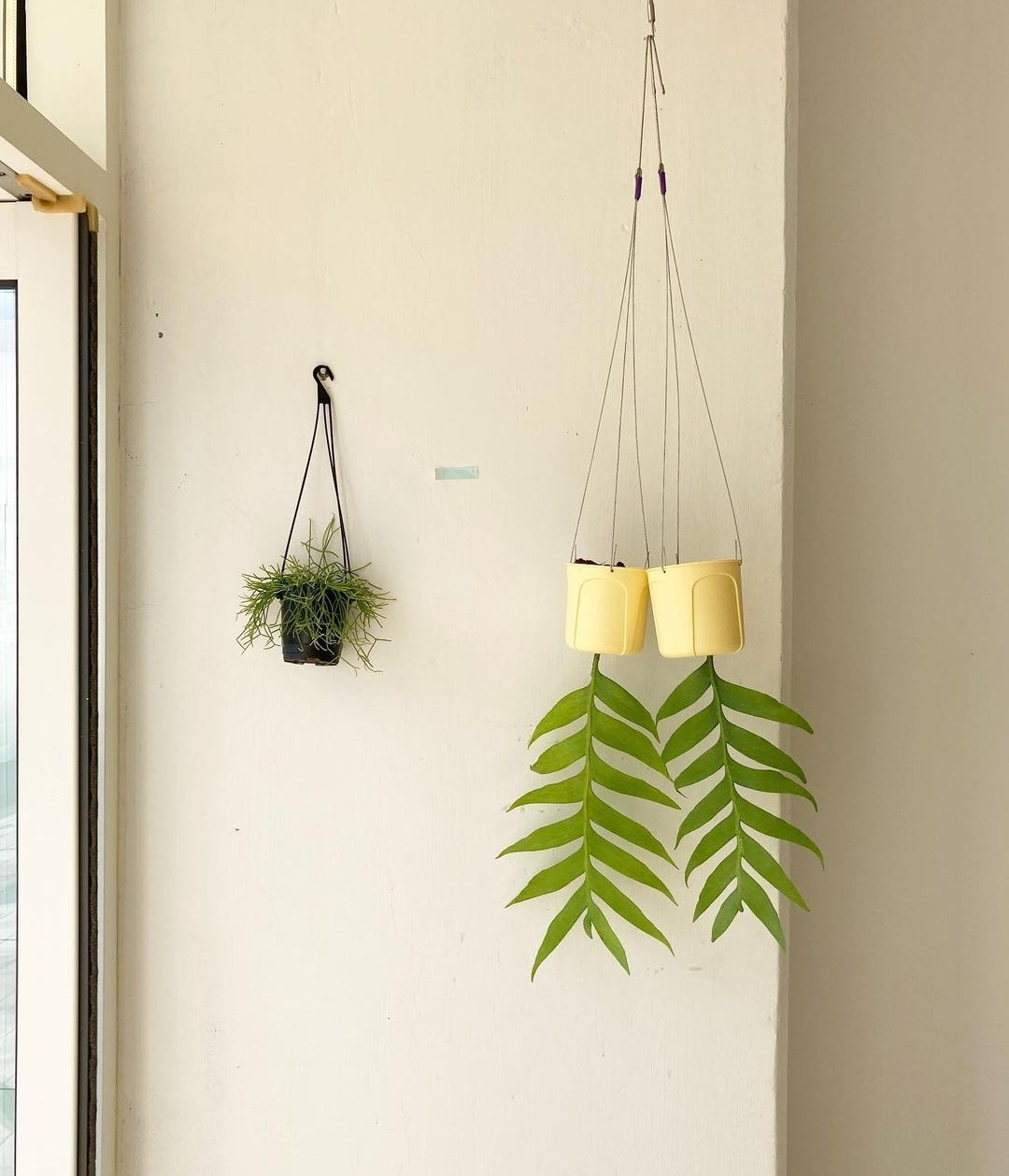 Epiphyllum Chrysocardium - Plant Studio LLC