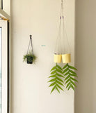 Epiphyllum Chrysocardium - Plant Studio LLC