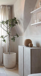 Fig Tree - Plant Studio LLC