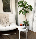 Fig Tree - Plant Studio LLC