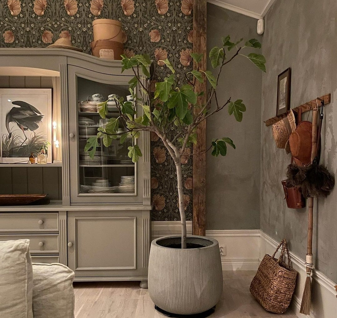 Fig Tree - Plant Studio LLC