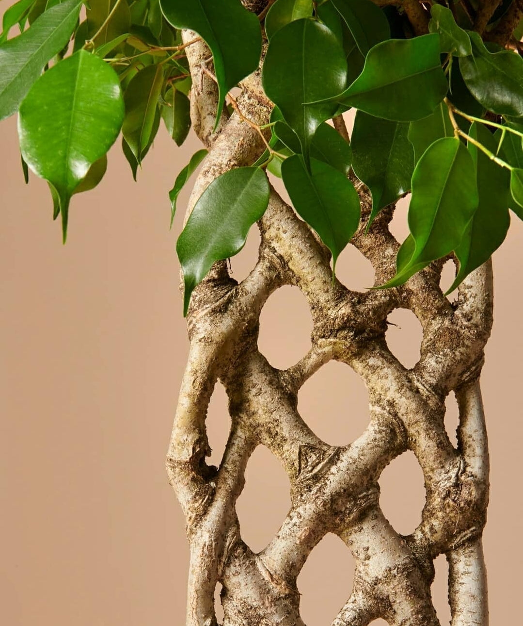 Ficus Benjamina Special Trunk - Plant Studio LLC