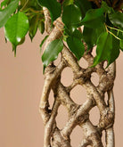Ficus Benjamina Special Trunk - Plant Studio LLC