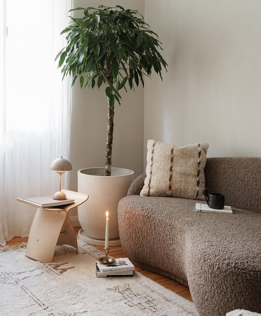 Ficus Amstel King - Plant Studio LLC