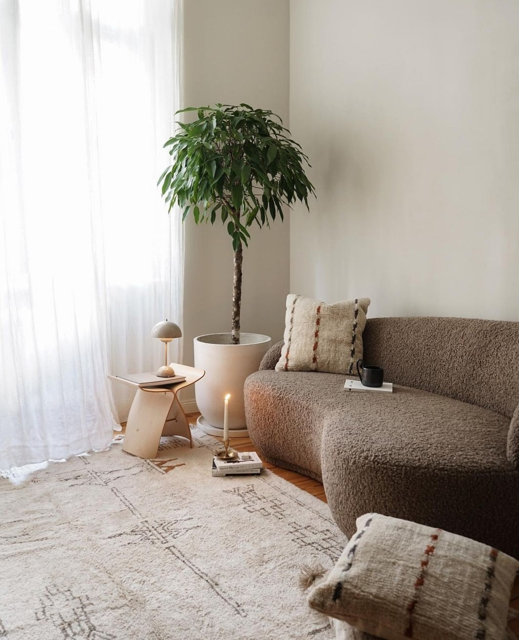 Ficus Amstel King - Plant Studio LLC