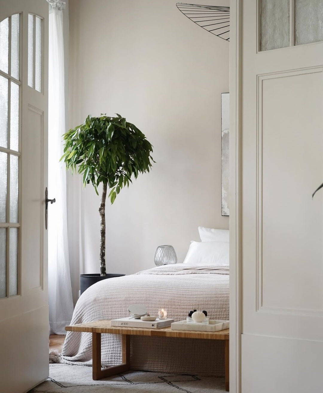 Ficus Amstel King - Plant Studio LLC