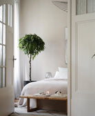 Ficus Amstel King - Plant Studio LLC
