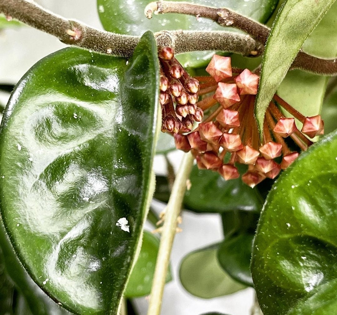Hoya Krinkle 8 - Plant Studio LLC