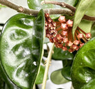 Hoya Krinkle 8 - Plant Studio LLC