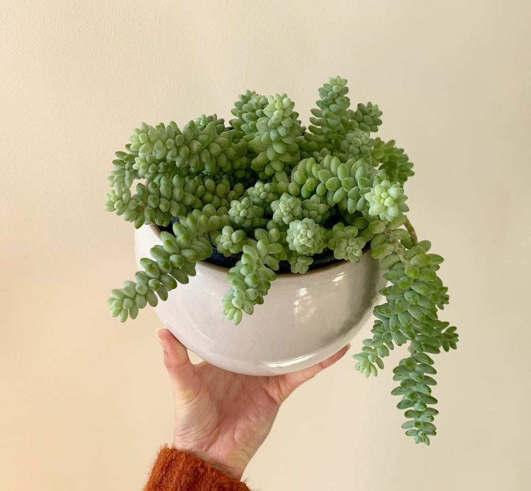 Sedum Burrito - Plant Studio LLC