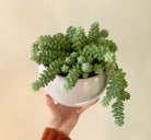 Sedum Burrito - Plant Studio LLC