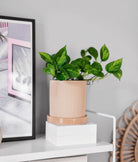 Epipremnum Global Green - Plant Studio LLC