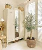 Olea Europaea 'Olive Tree' 150cm -160cm - Plant Studio LLC