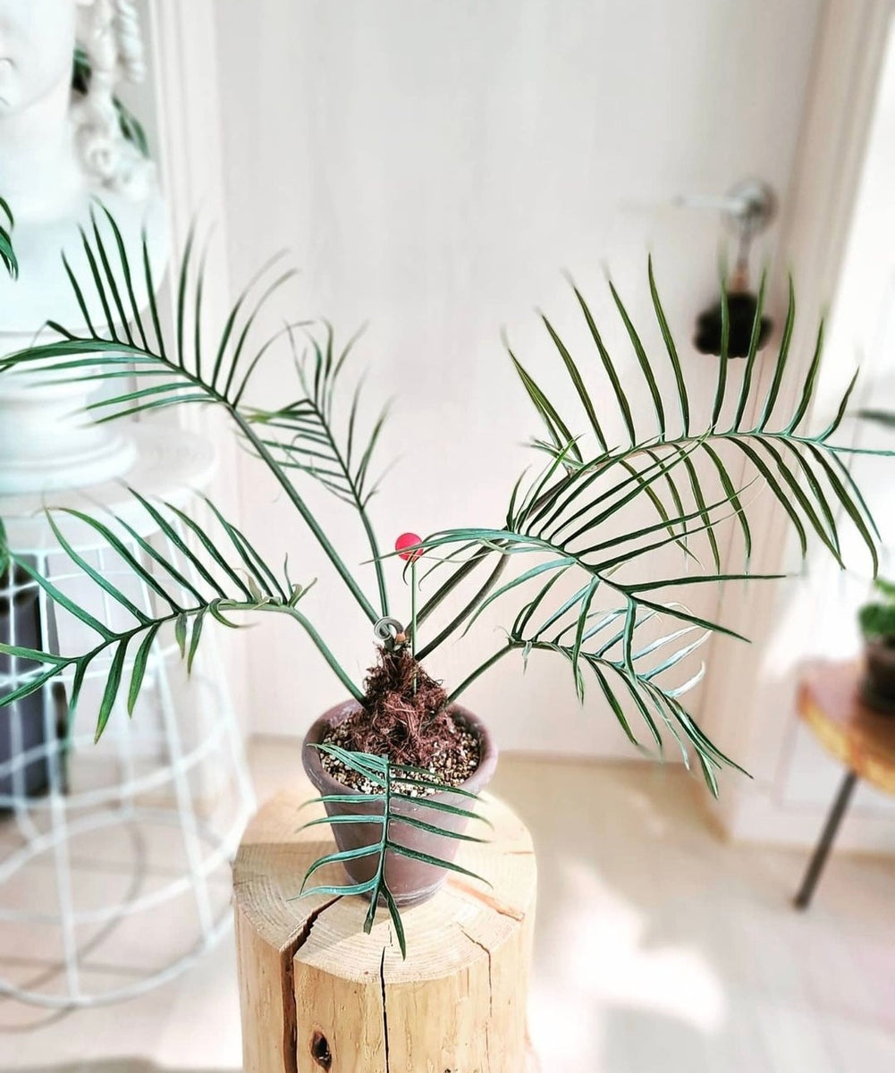 Philodendron Tortum – Plant Studio LLC