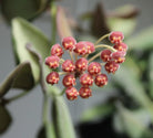 Hoya Burtoniae - Plant Studio LLC