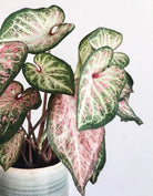 Caladium White Beauty - Plant Studio LLC