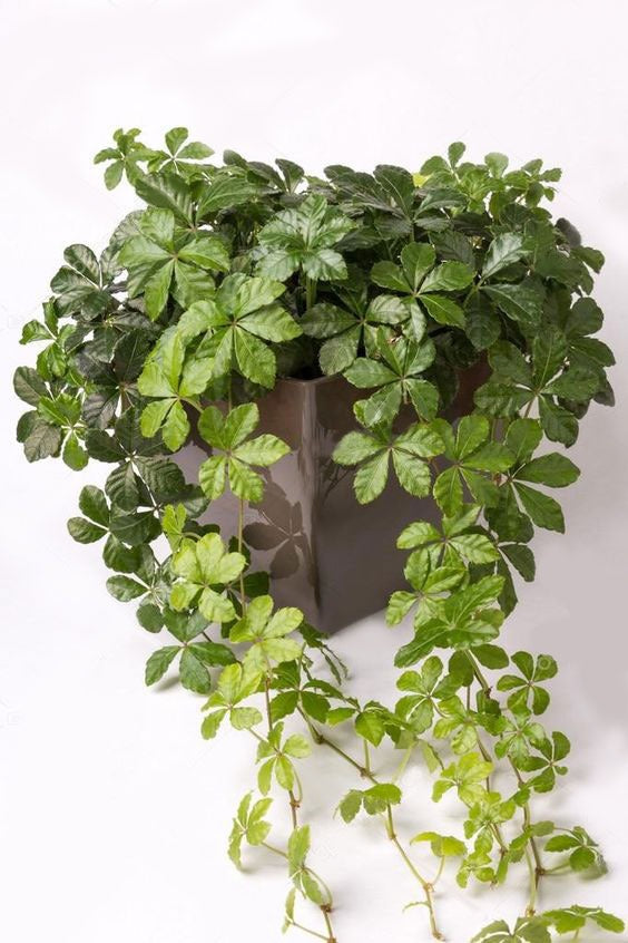 Parthenocissus Inserta - Plant Studio LLC