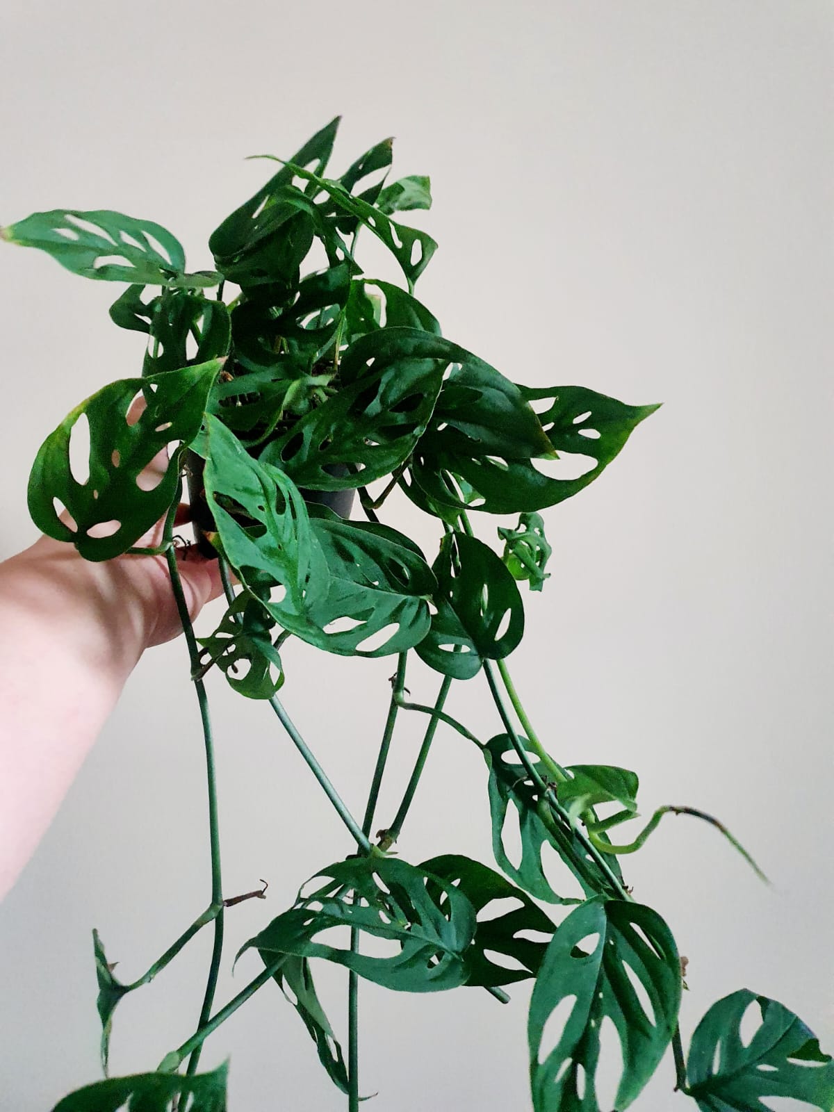 Monstera Acuminata - Plant Studio LLC
