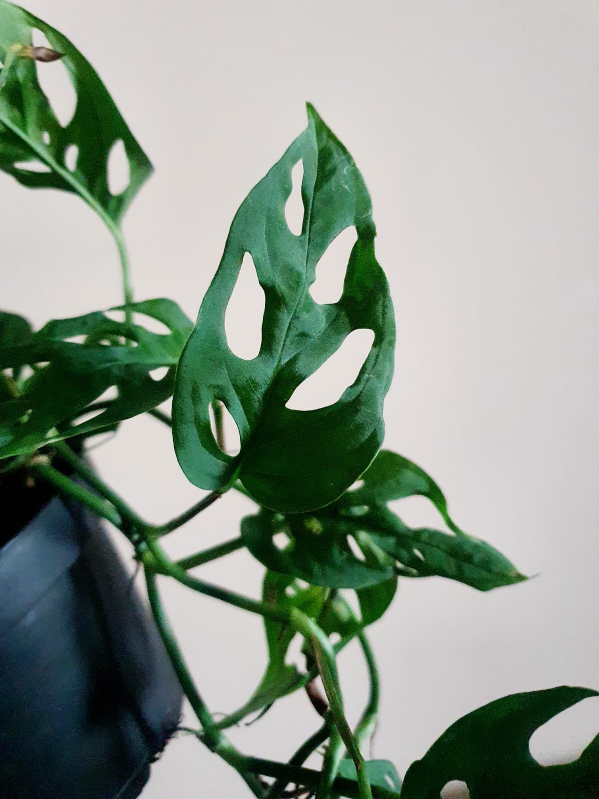 Monstera Acuminata - Plant Studio LLC