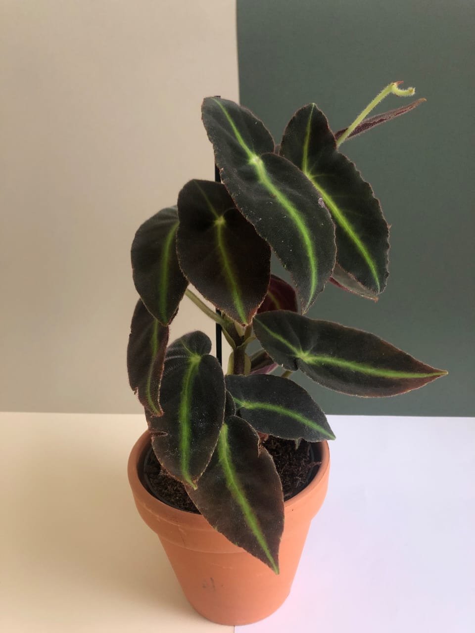 Begonia Listada - Plant Studio LLC