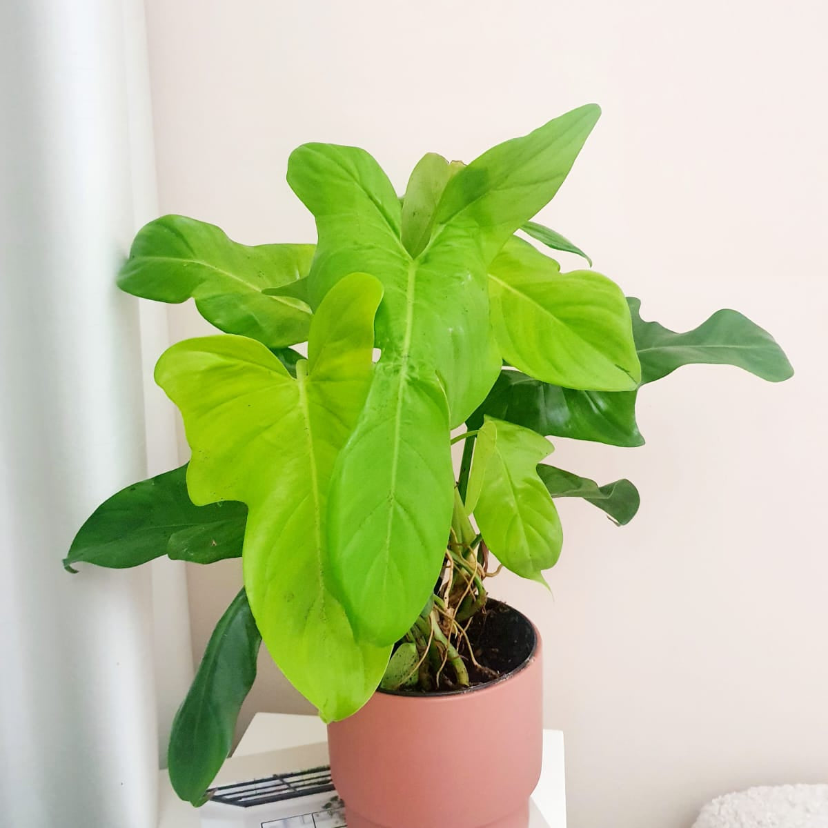 golden violin philodendron price Philodendron Violin – Plant Studio LLC