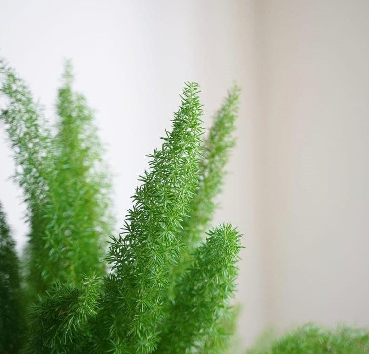 Asparagus Umbellatus - Plant Studio LLC
