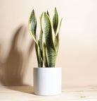 Sansevieria Trifasciata Laurentii - Snake Plant - Plant Studio LLC