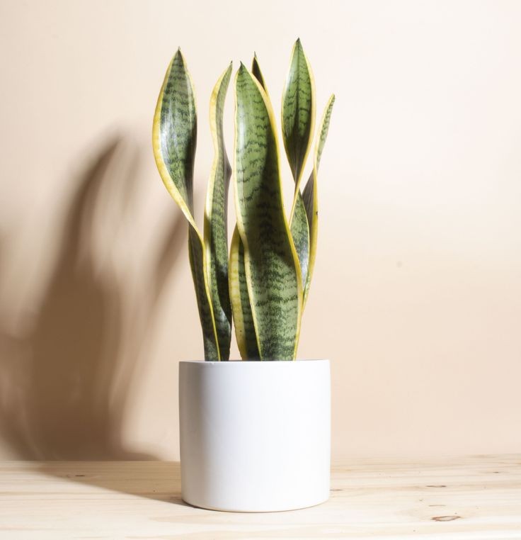 Sansevieria Trifasciata Laurentii - Snake Plant - Plant Studio LLC