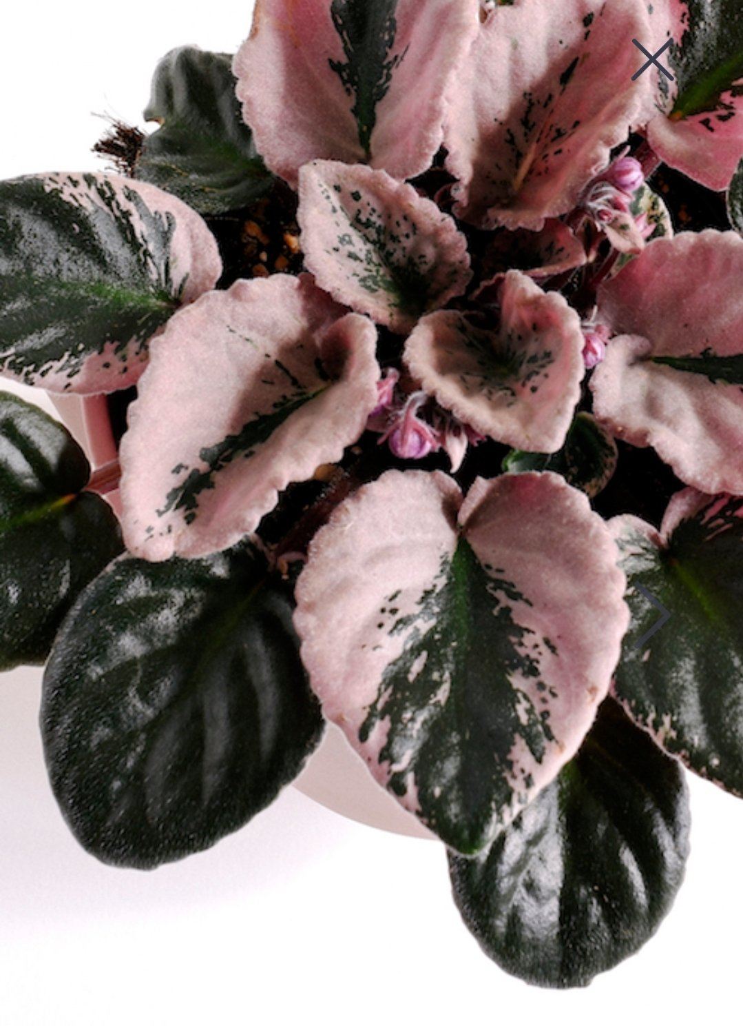 African Violet Plant Studio LLC
