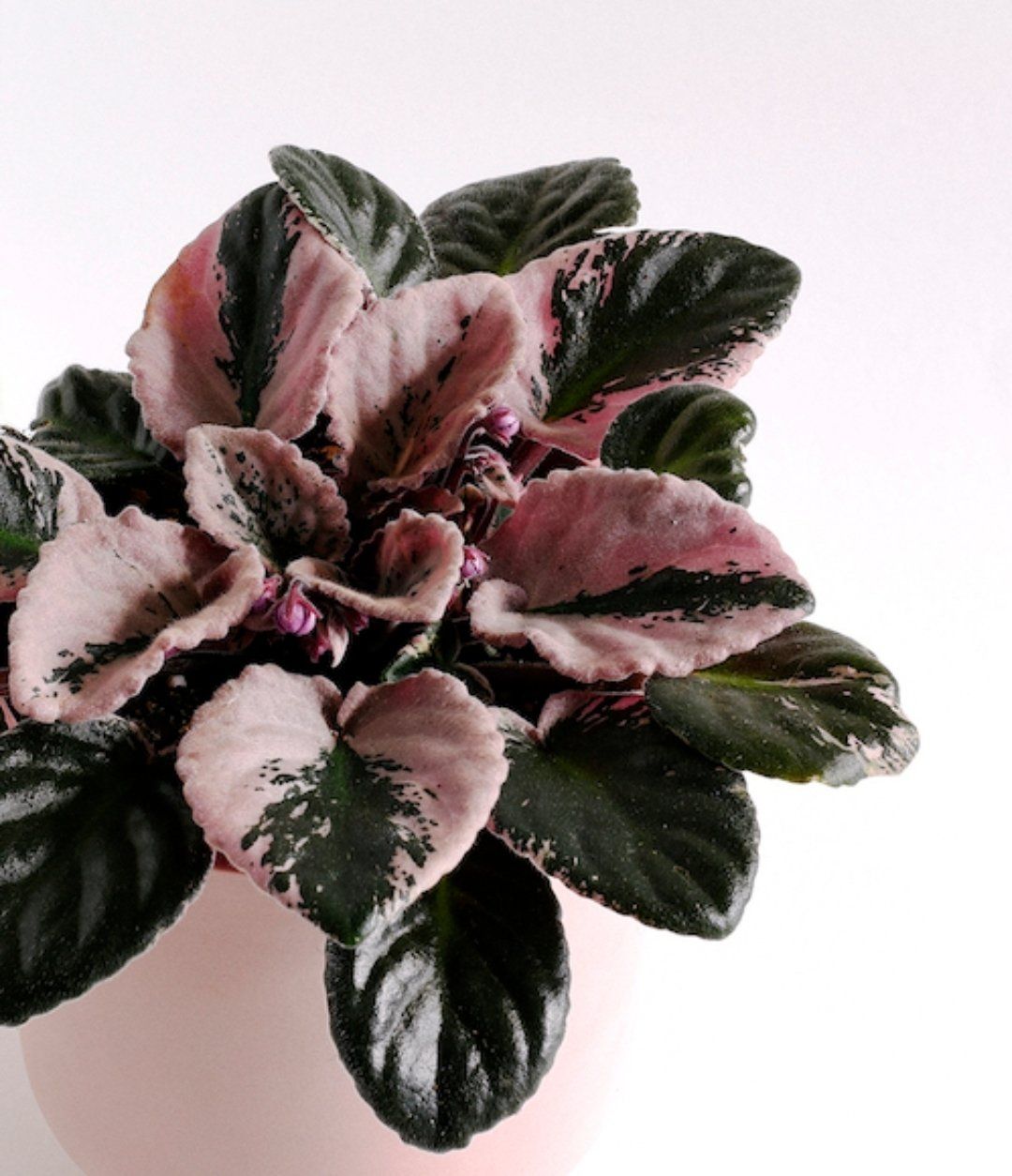 African Violet Plant Studio LLC