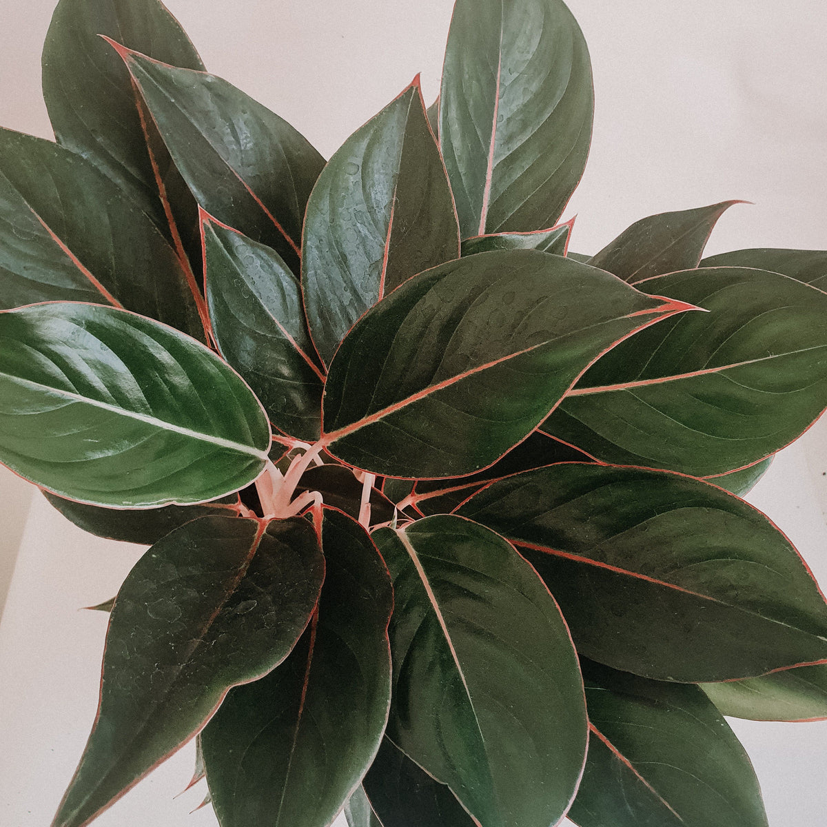 Aglaonema Black Lipstick
