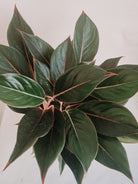 Aglaonema Black Lipstick - Plant Studio LLC