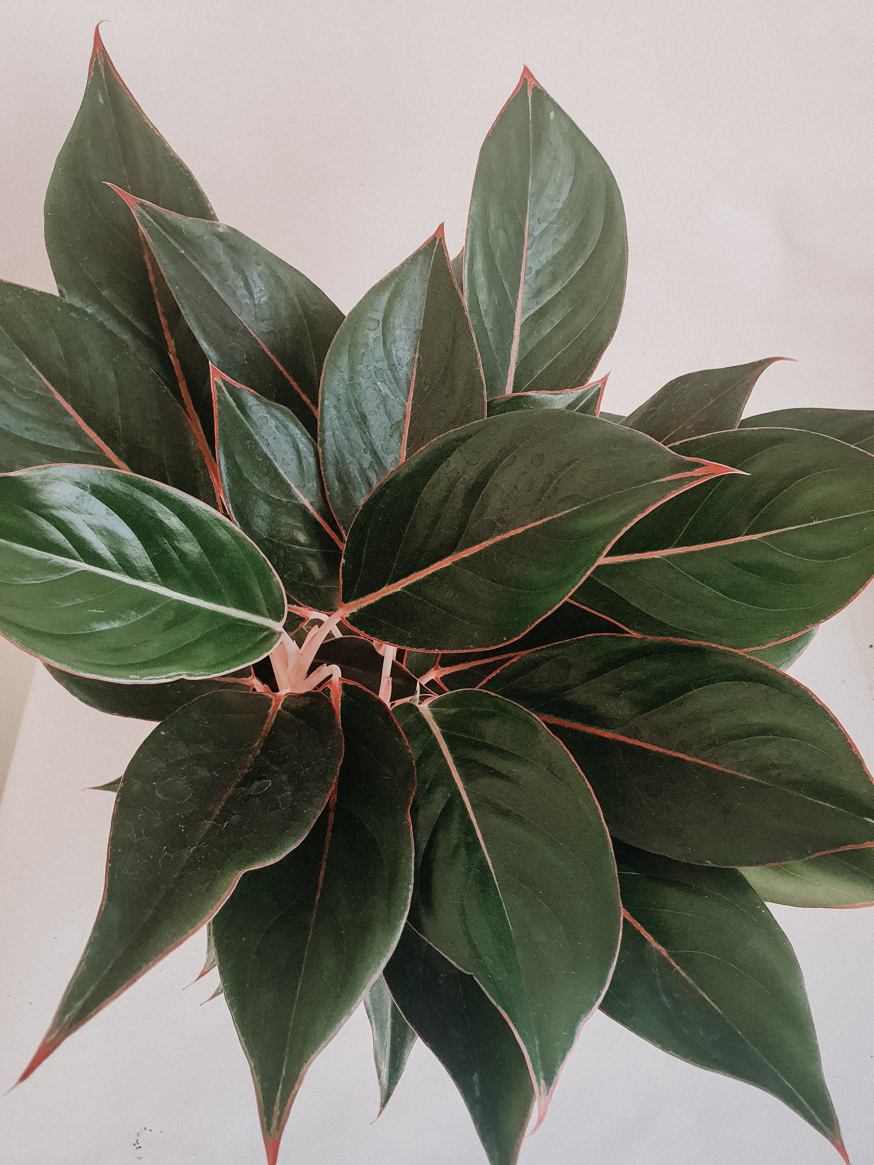 Aglaonema Black Lipstick - Plant Studio LLC