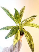 Aglaonema Key Lime in small black pot with one hand holding - Plant Studio LLC