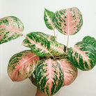 Aglaonema Pink Stripe - Plant Studio LLC