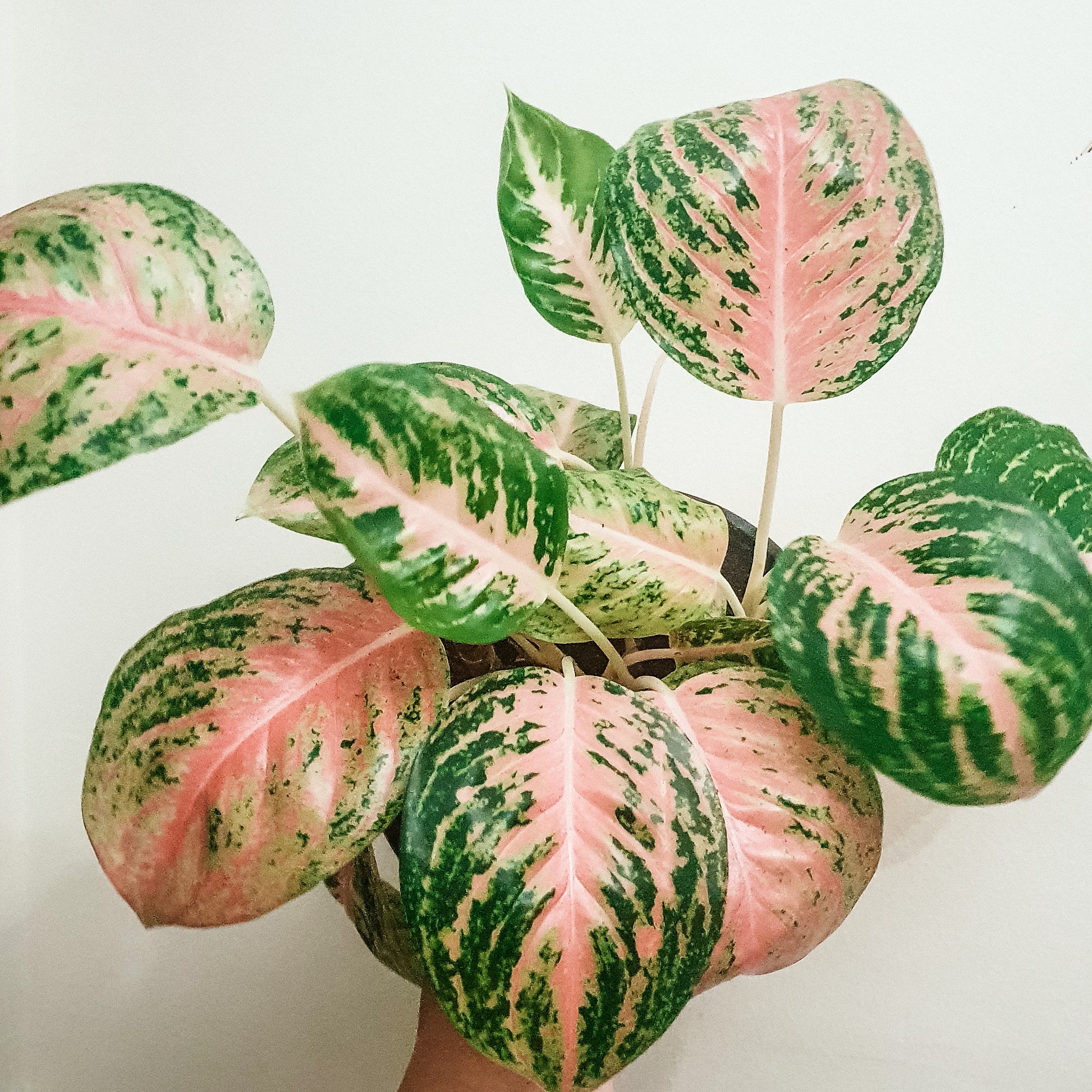 Aglaonema Pink Stripe - Plant Studio LLC