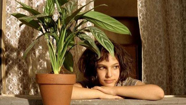 Aglaonema Silver Queen Plant Studio LLC