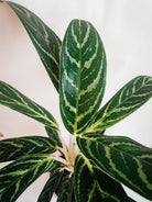 Aglaonema Total Plant Studio LLC