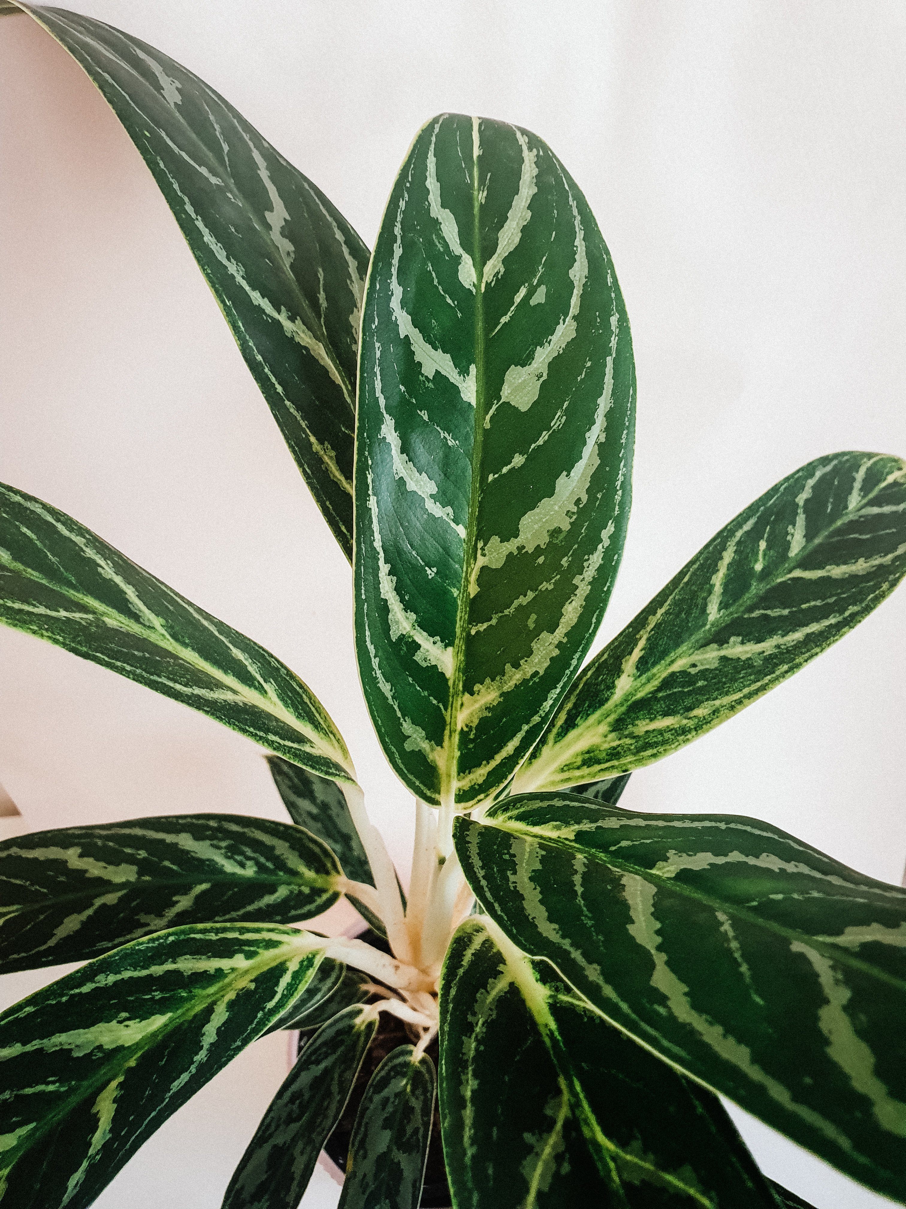 Aglaonema Total Plant Studio LLC