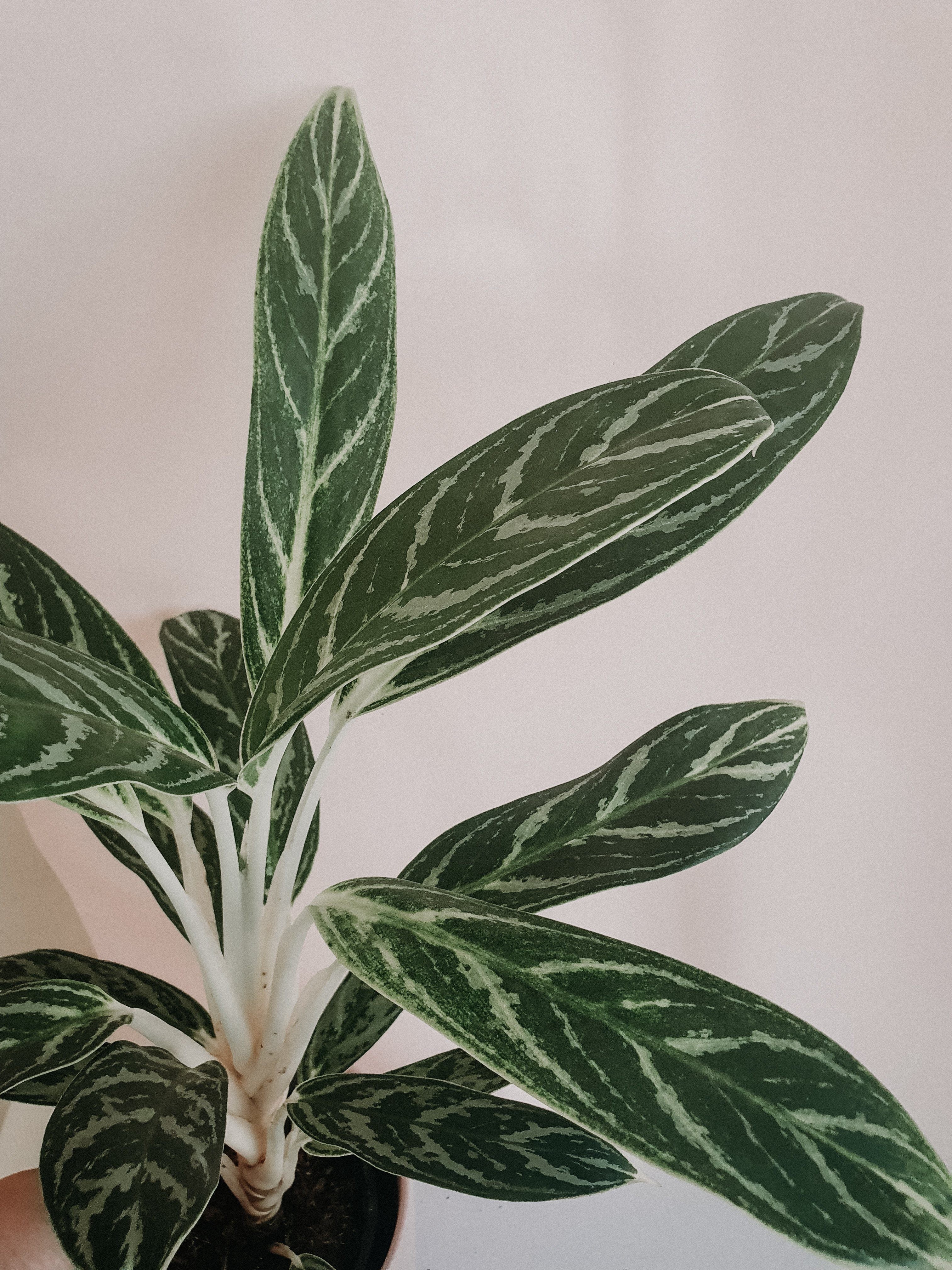 Aglaonema Total Plant Studio LLC