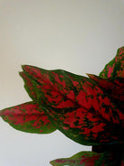 Aglaonema Venus Plant Studio LLC