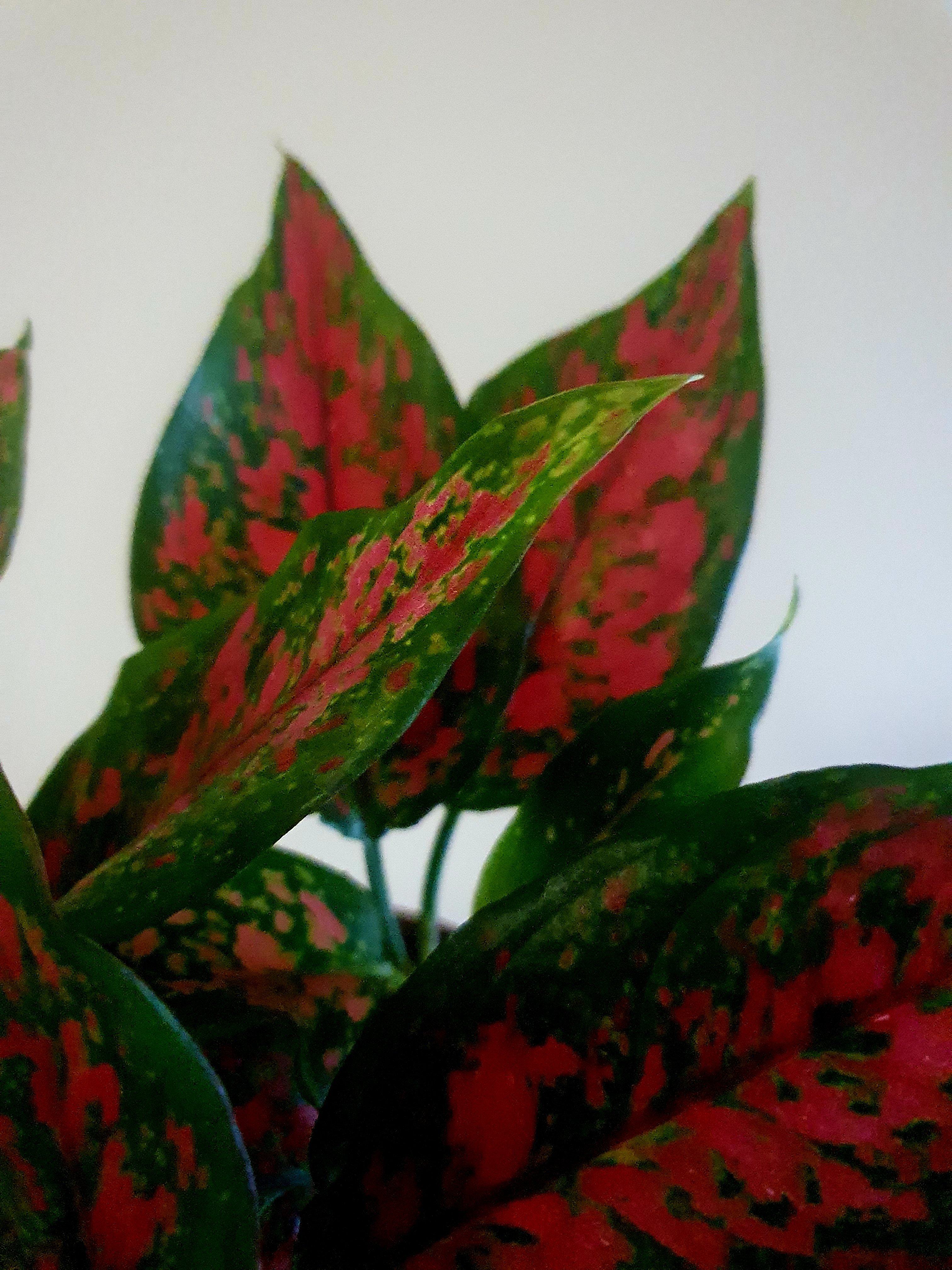 Aglaonema Venus Plant Studio LLC